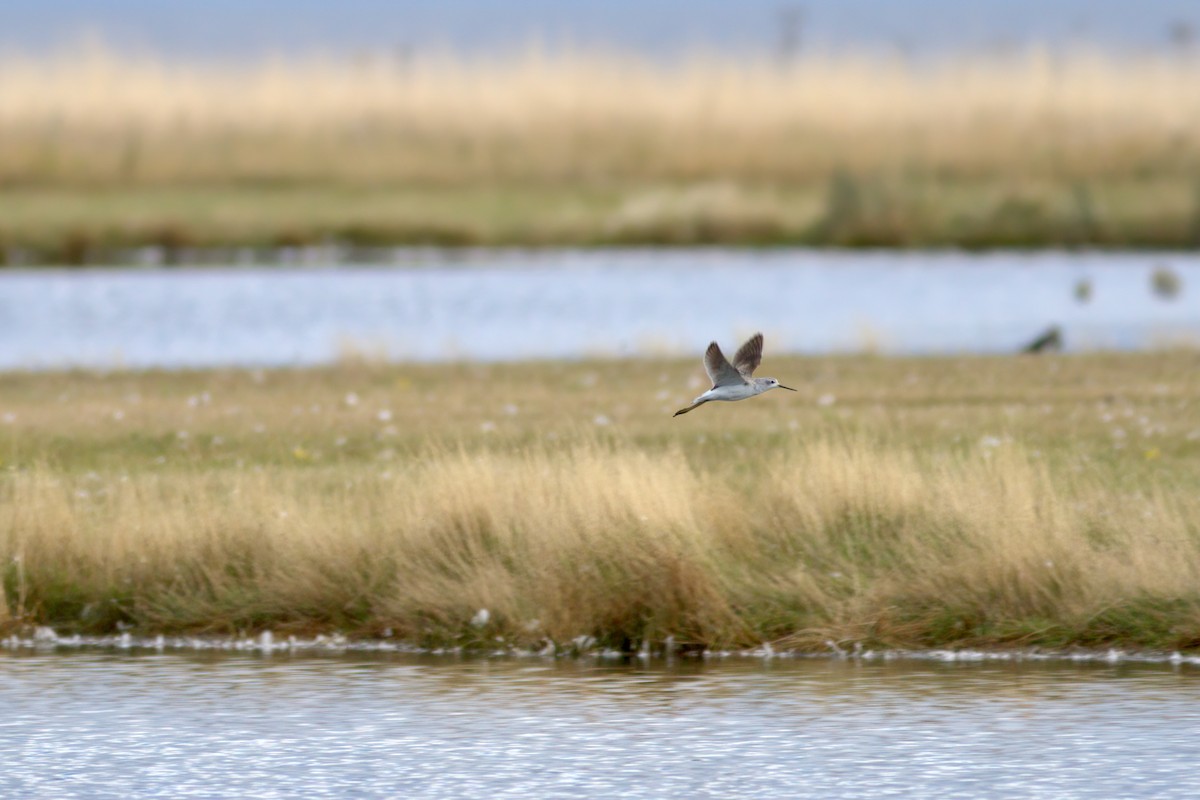 vodouš štíhlý - ML642439006