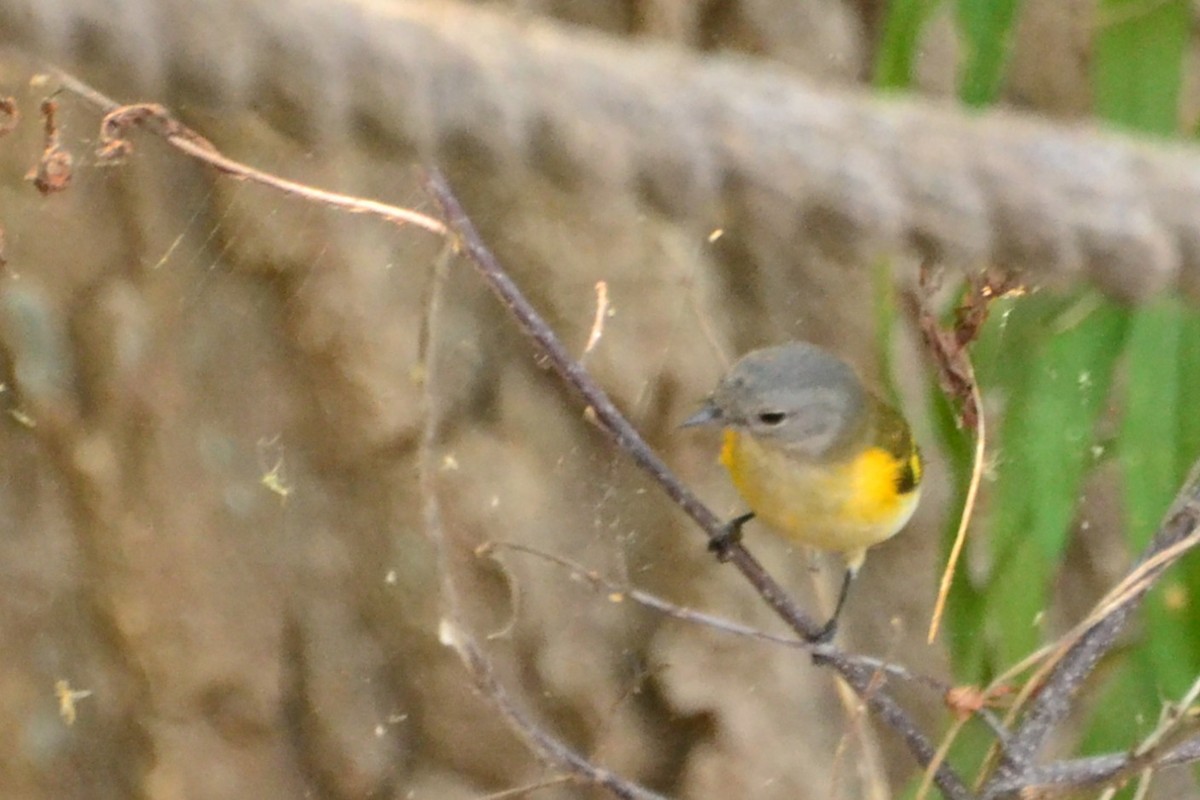Rotschwanz-Waldsänger - ML642439024