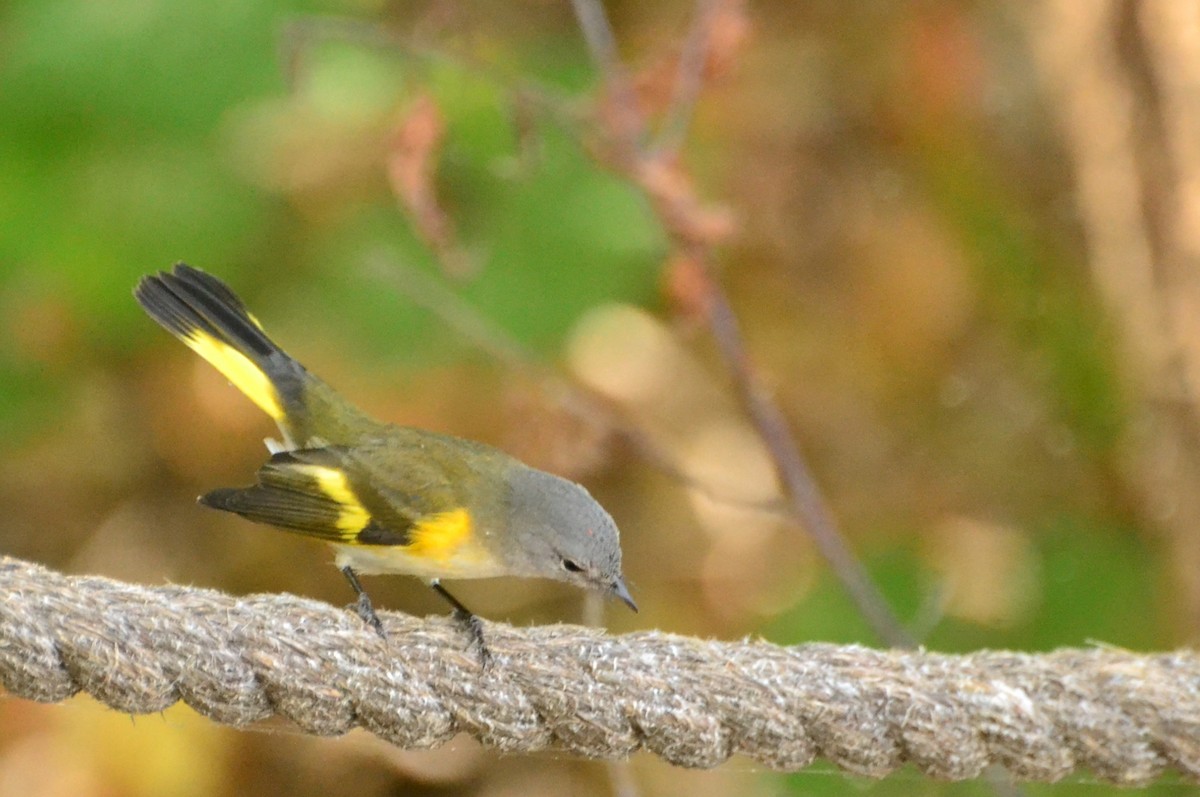 Rotschwanz-Waldsänger - ML642439027