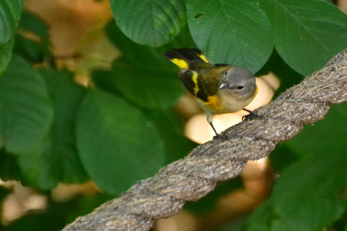 Rotschwanz-Waldsänger - ML642439028
