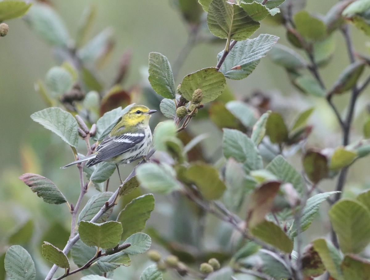 Black-throated Green Warbler - ML642439060