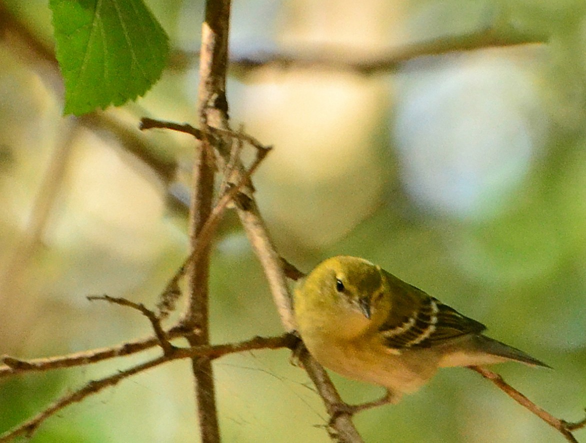 Braunkehl-Waldsänger - ML642439065