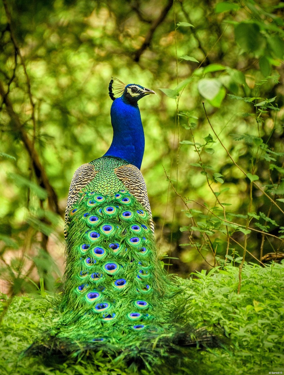 Indian Peafowl - ML642439091