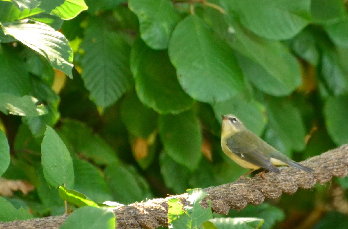 Black-throated Blue Warbler - ML642439098