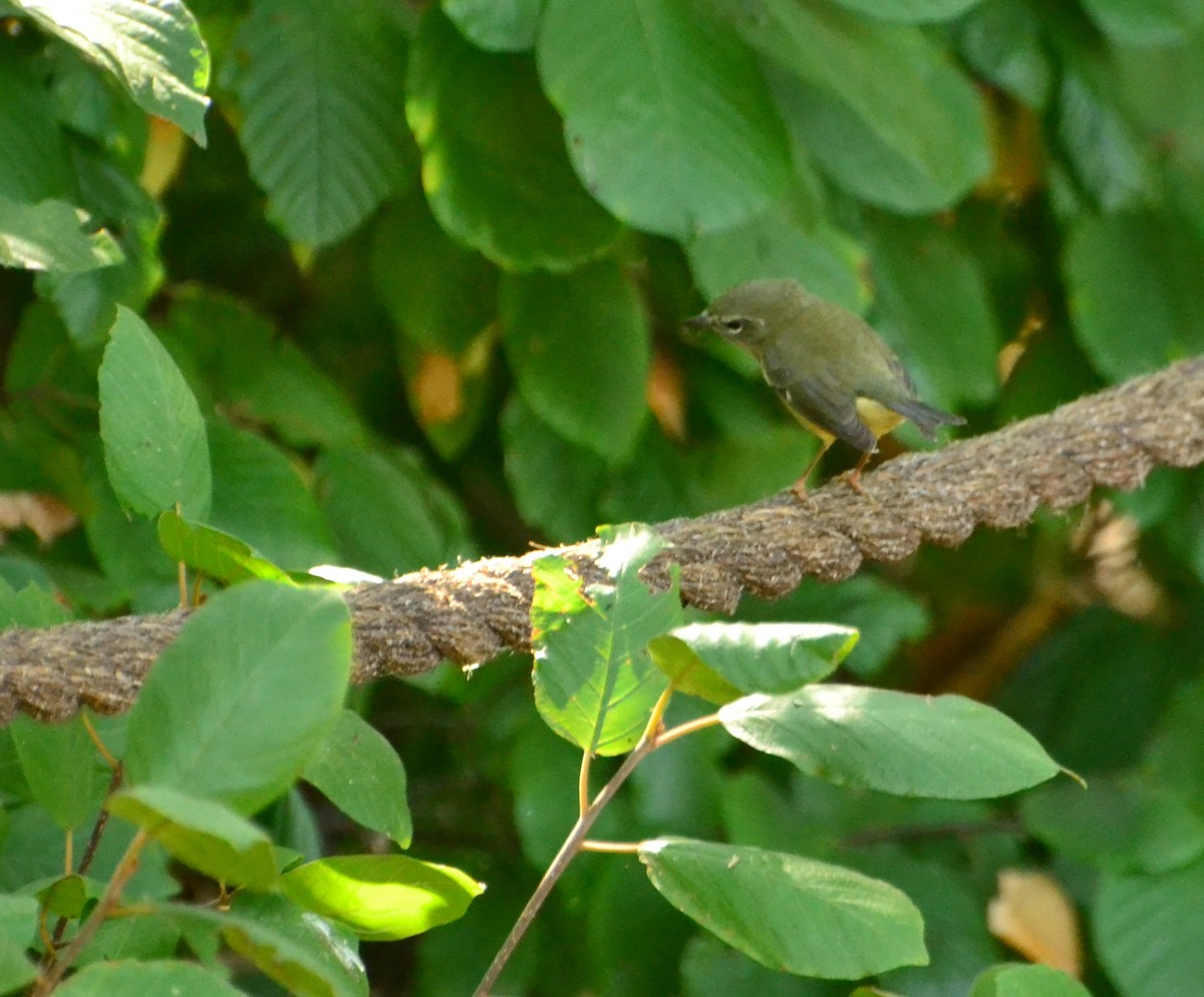 Black-throated Blue Warbler - ML642439099