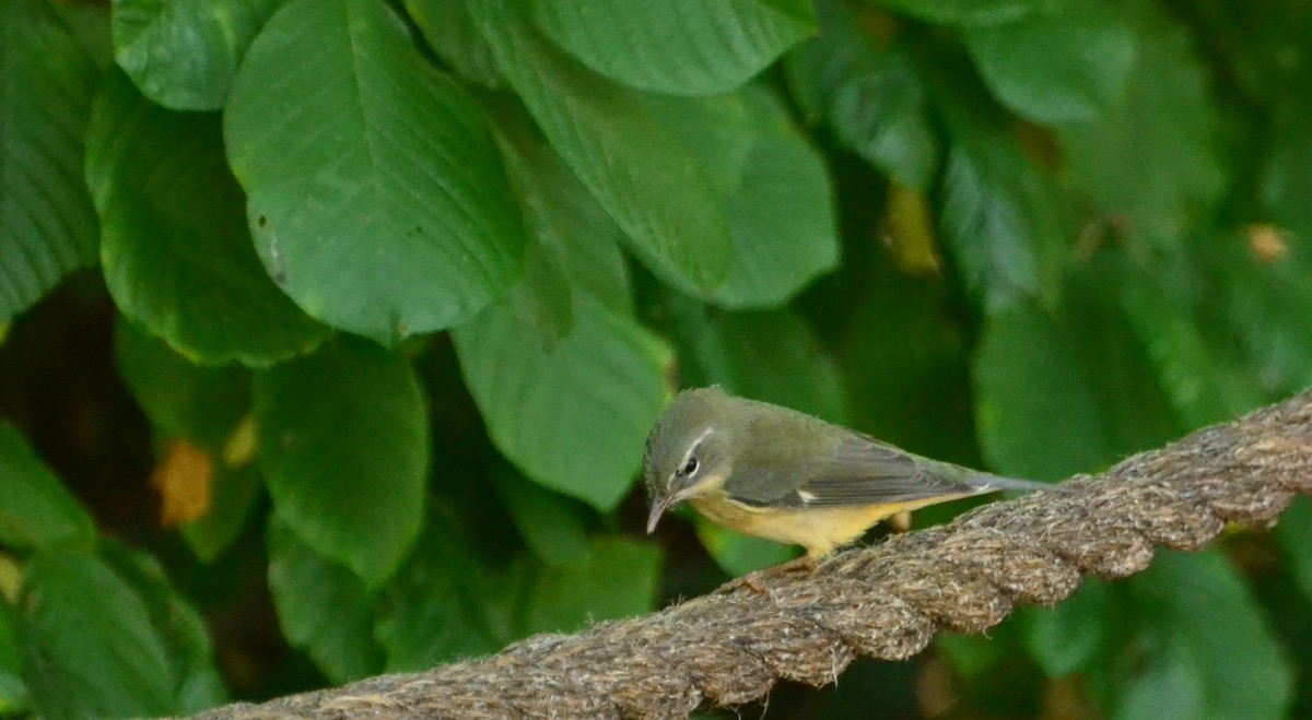 Black-throated Blue Warbler - ML642439100