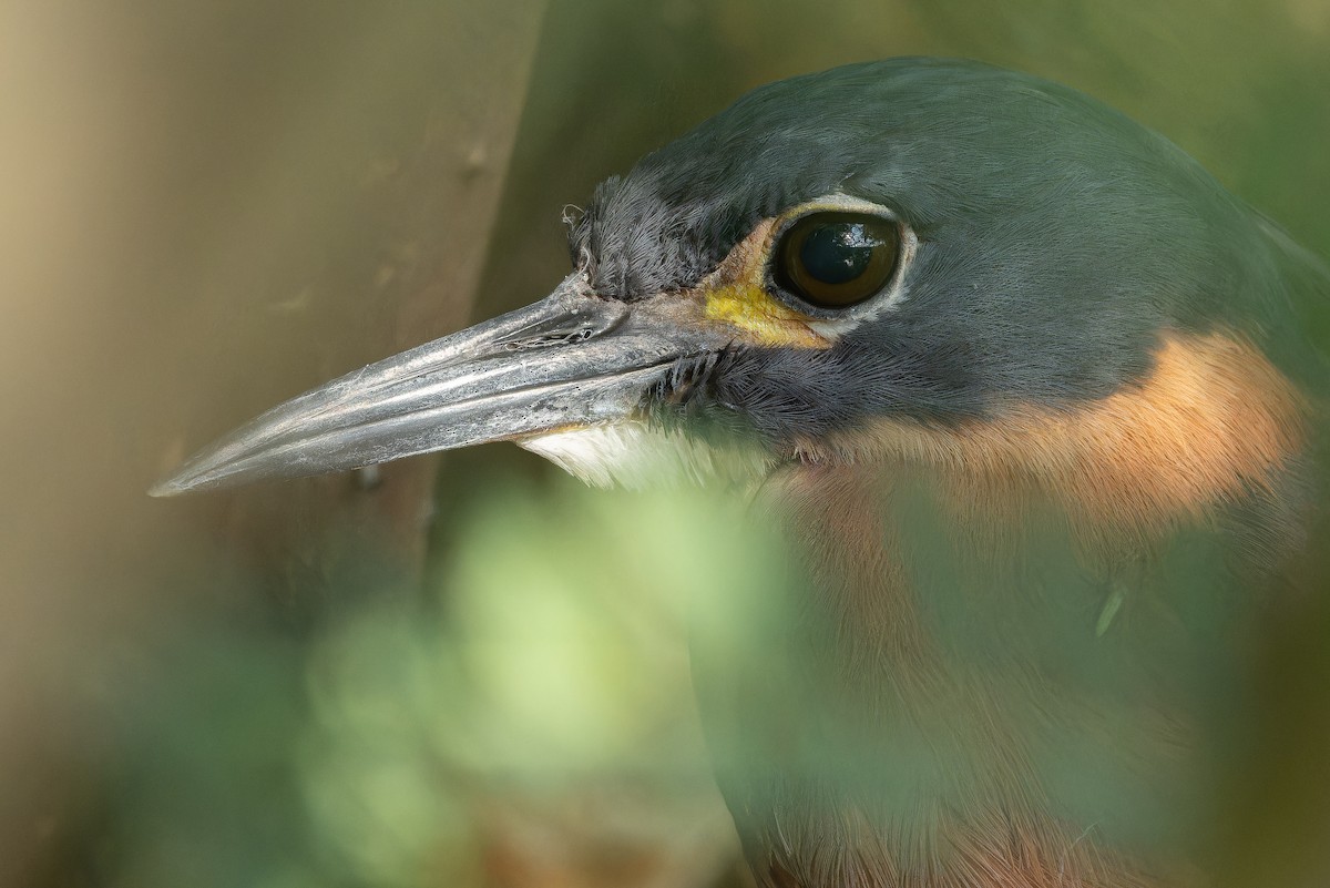 White-backed Night Heron - ML642439103