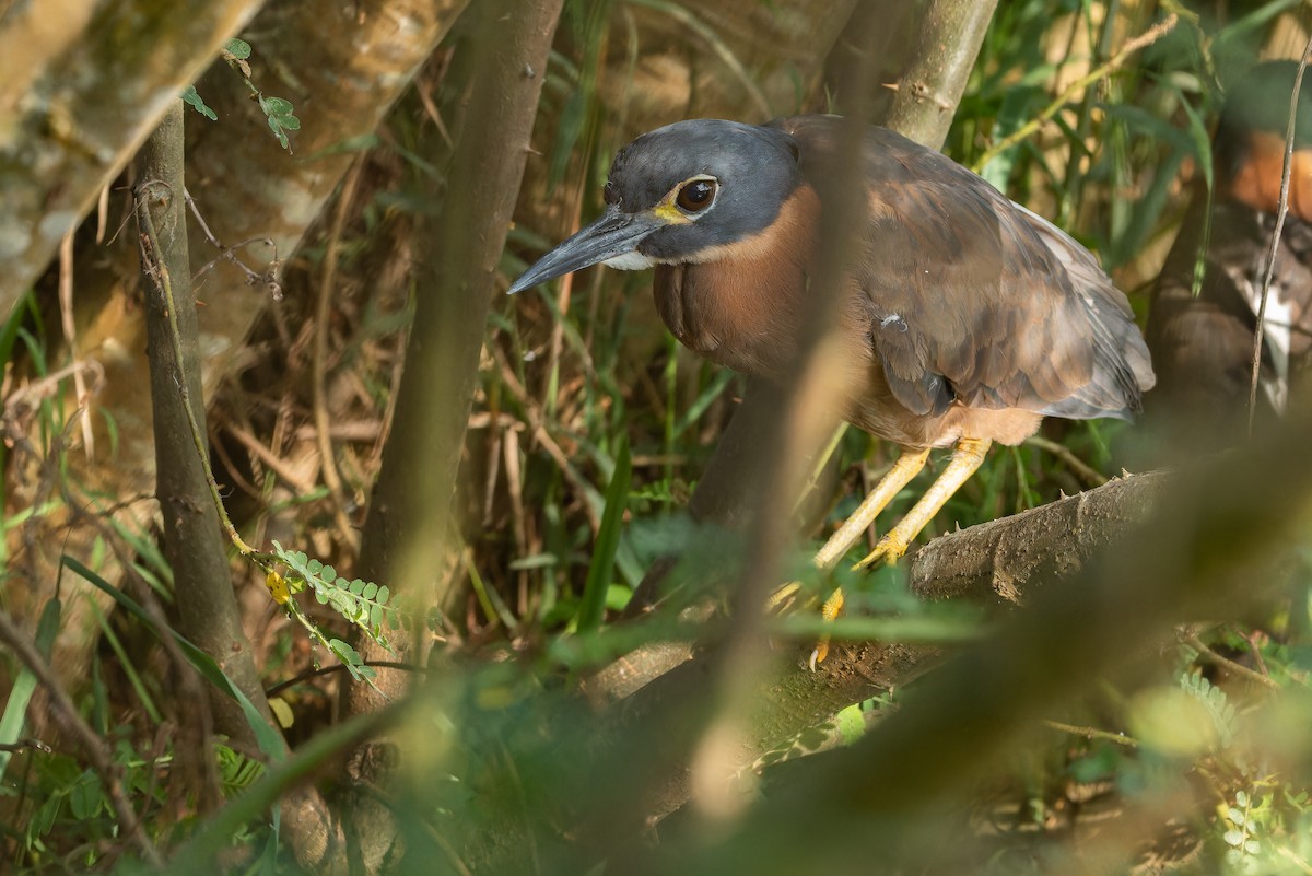 White-backed Night Heron - ML642439105