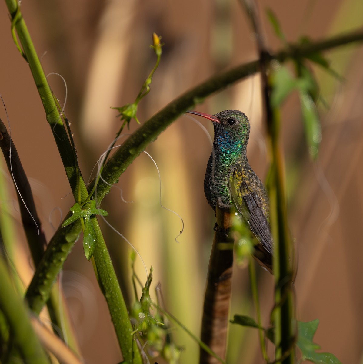Broad-billed Hummingbird - ML642439106