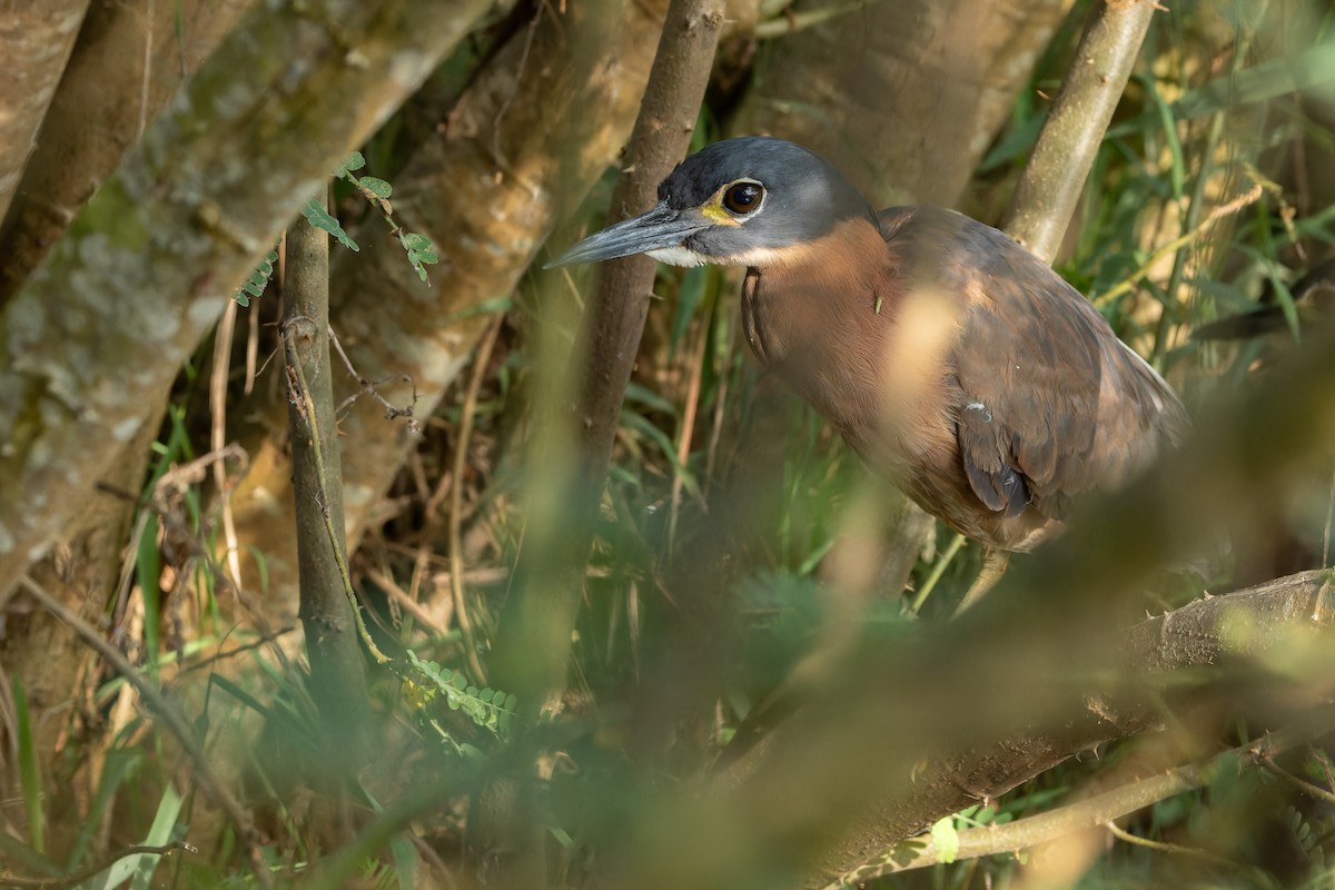 White-backed Night Heron - ML642439107