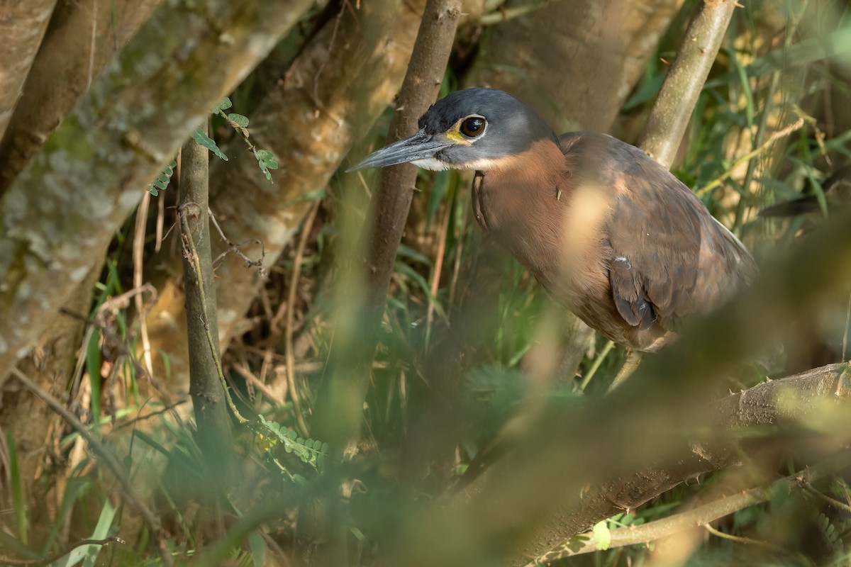 White-backed Night Heron - ML642439110