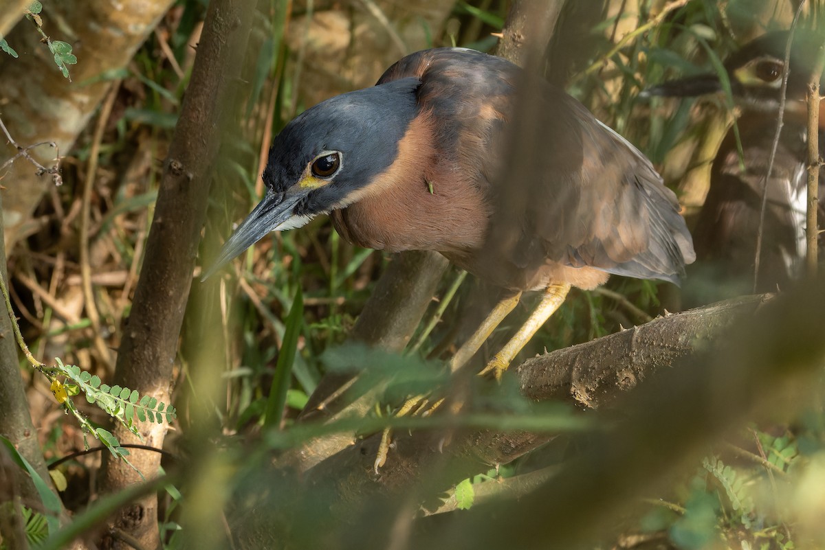 White-backed Night Heron - ML642439111
