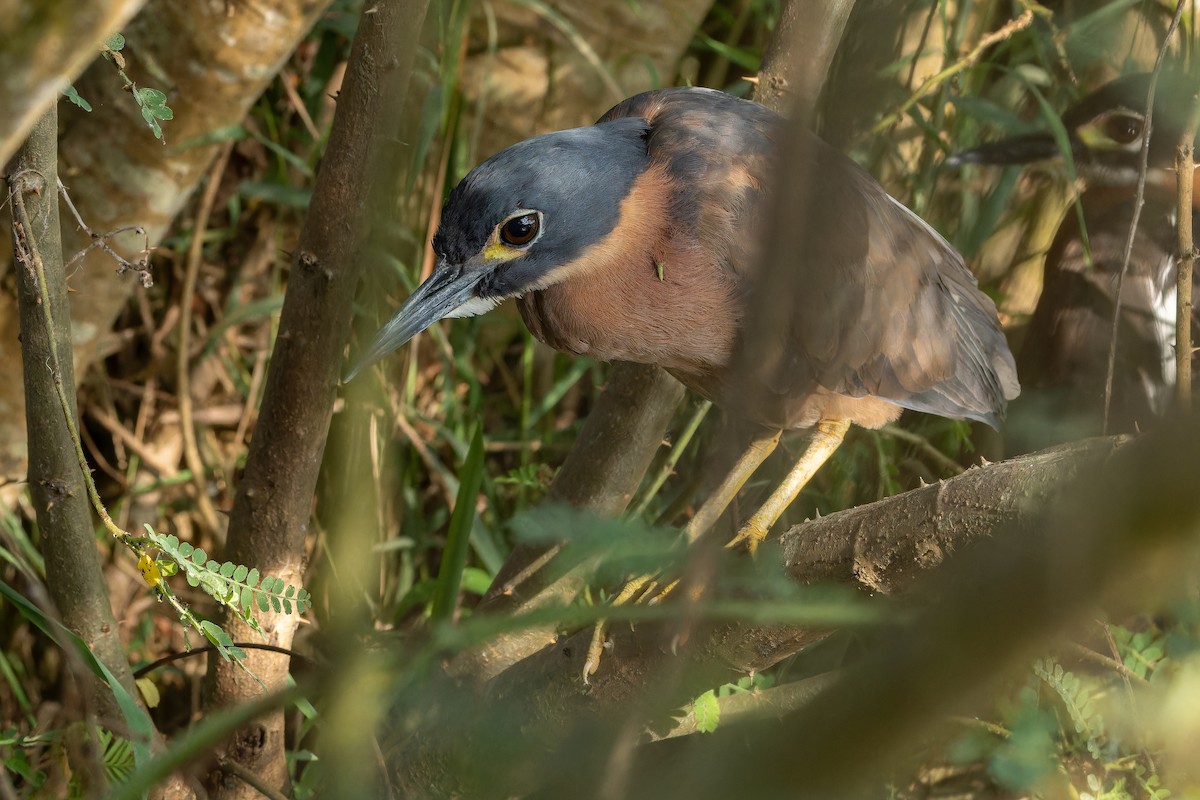 White-backed Night Heron - ML642439112
