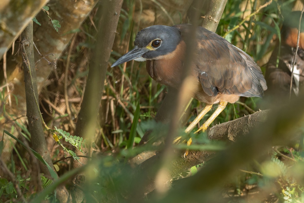 White-backed Night Heron - ML642439113
