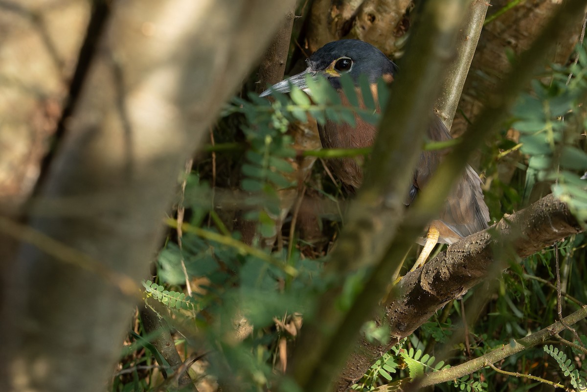 White-backed Night Heron - ML642439115