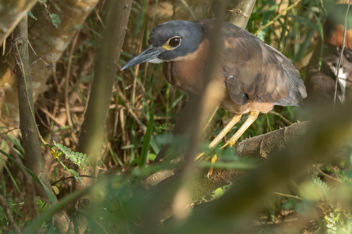 White-backed Night Heron - ML642439117
