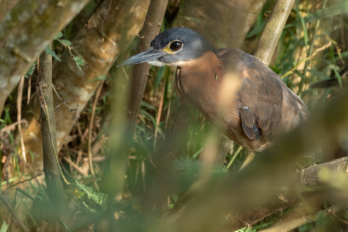 White-backed Night Heron - ML642439118