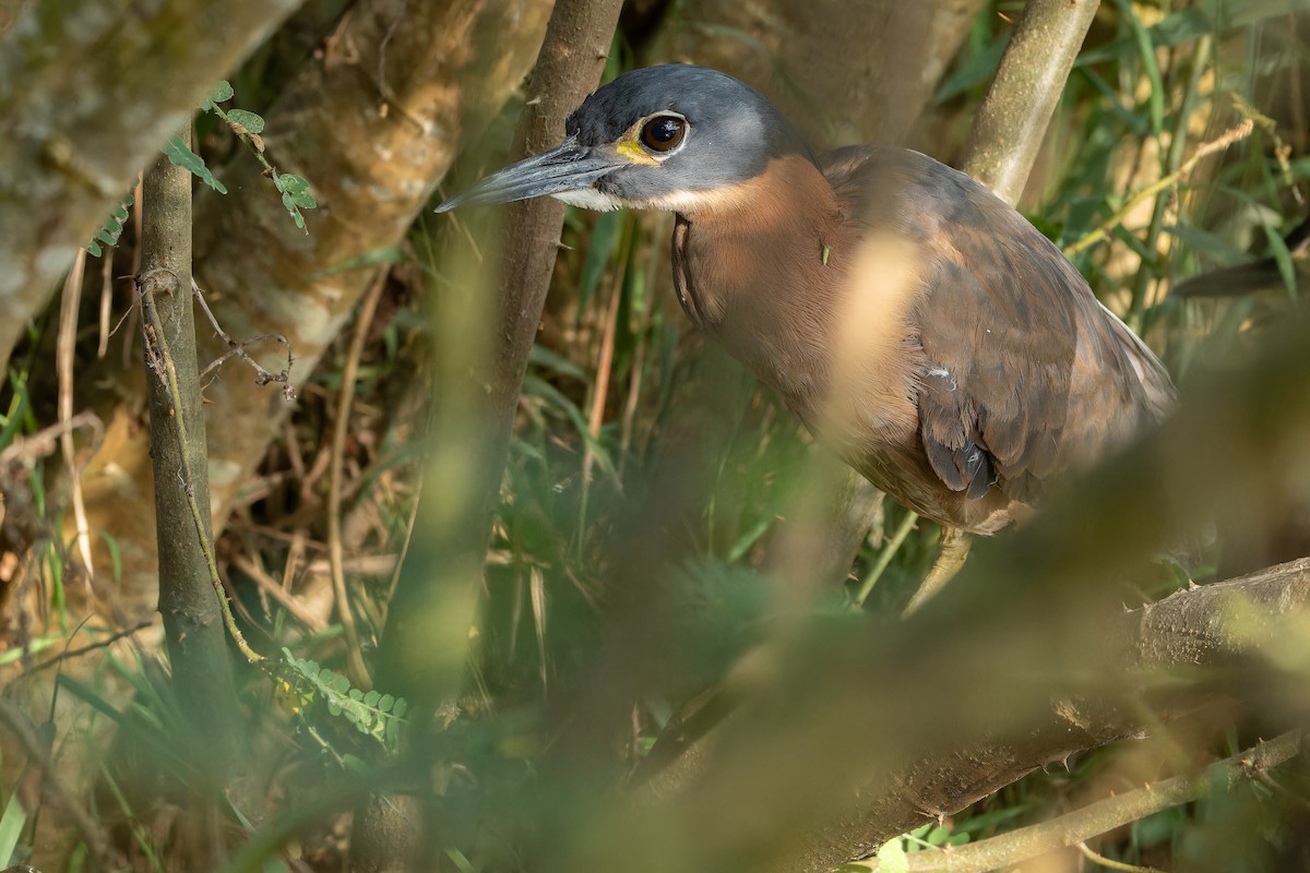 White-backed Night Heron - ML642439119