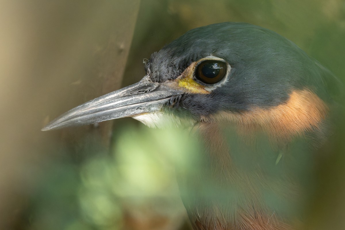 White-backed Night Heron - ML642439120