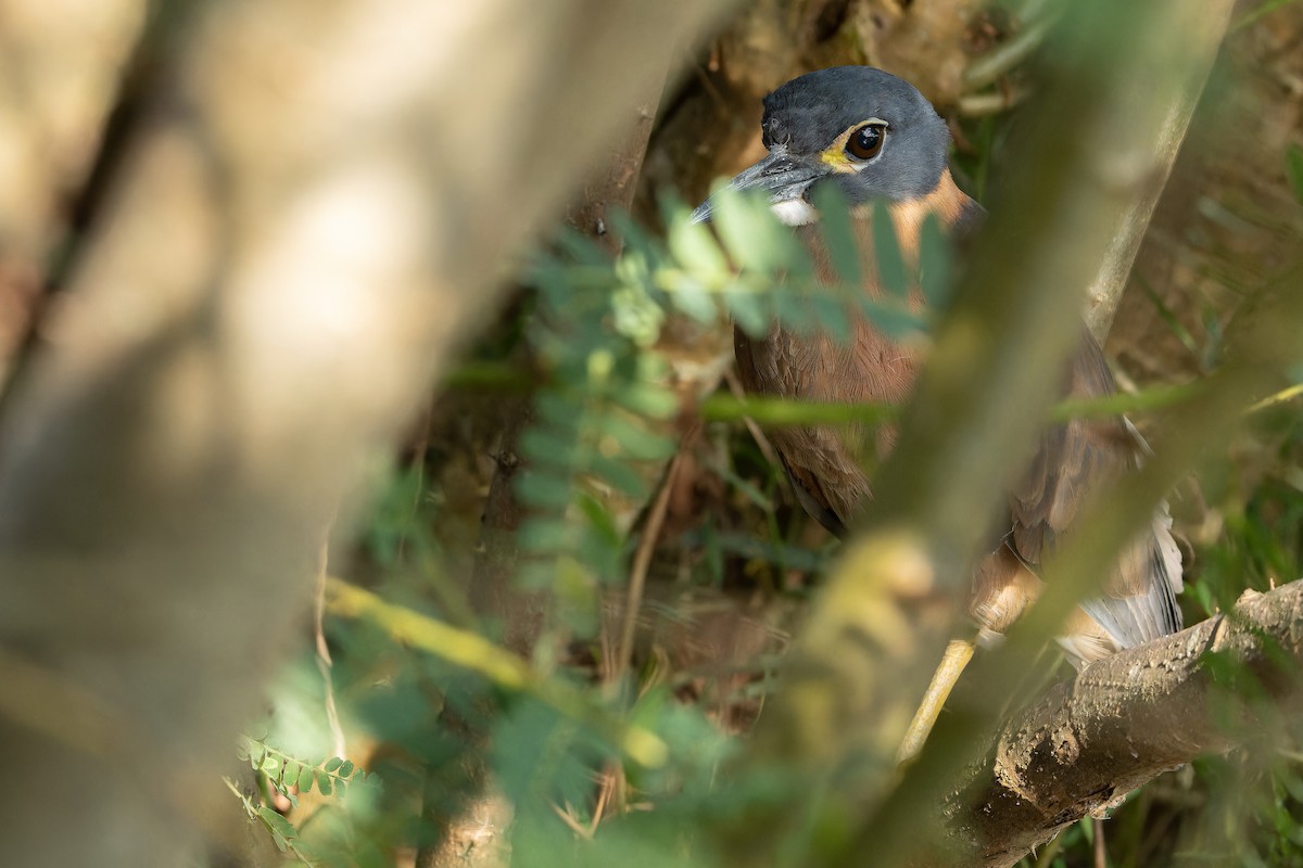 White-backed Night Heron - ML642439121