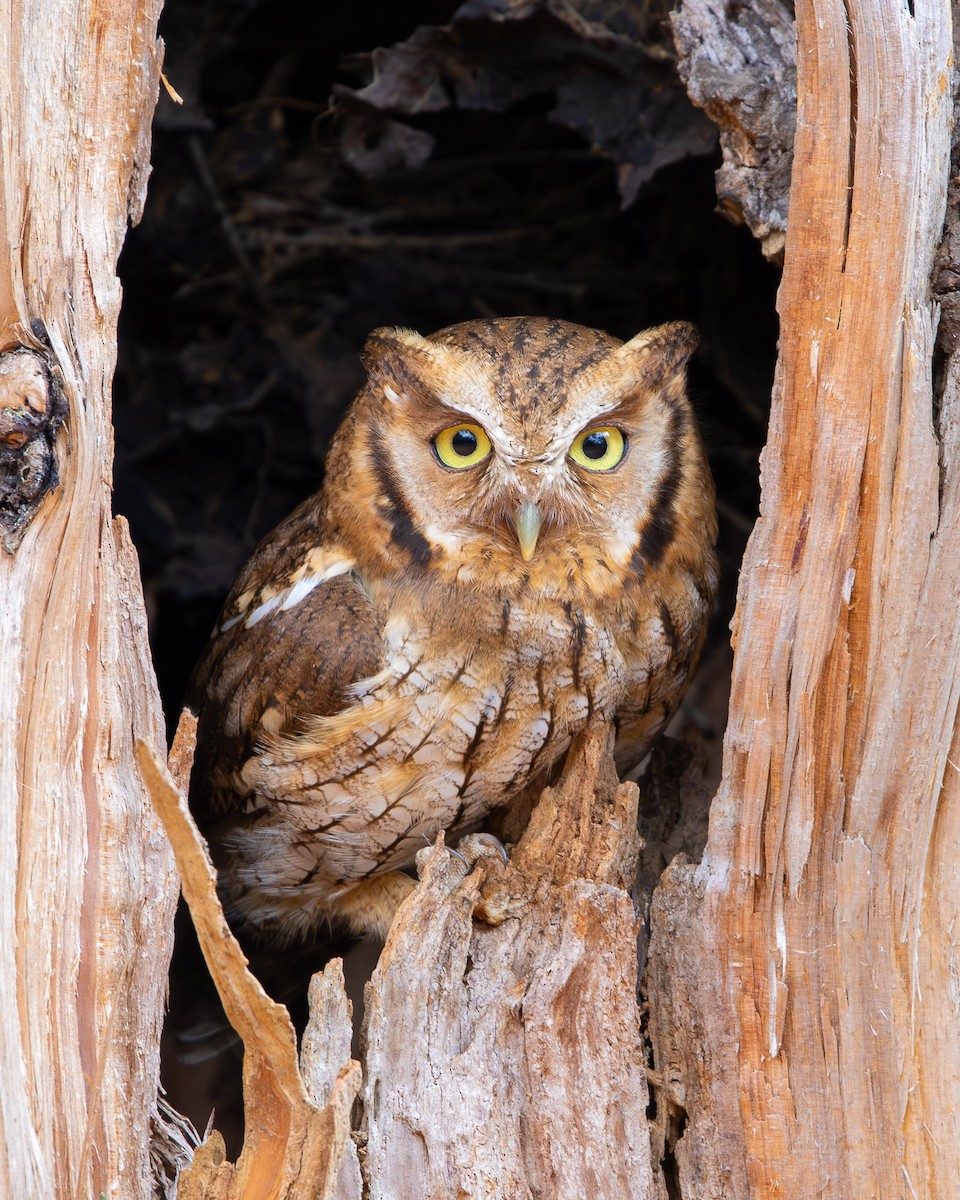 Tropical Screech-Owl - ML642439123