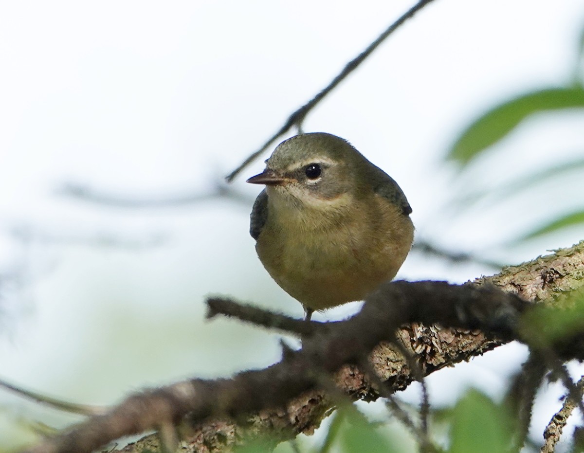 Black-throated Blue Warbler - ML642439126