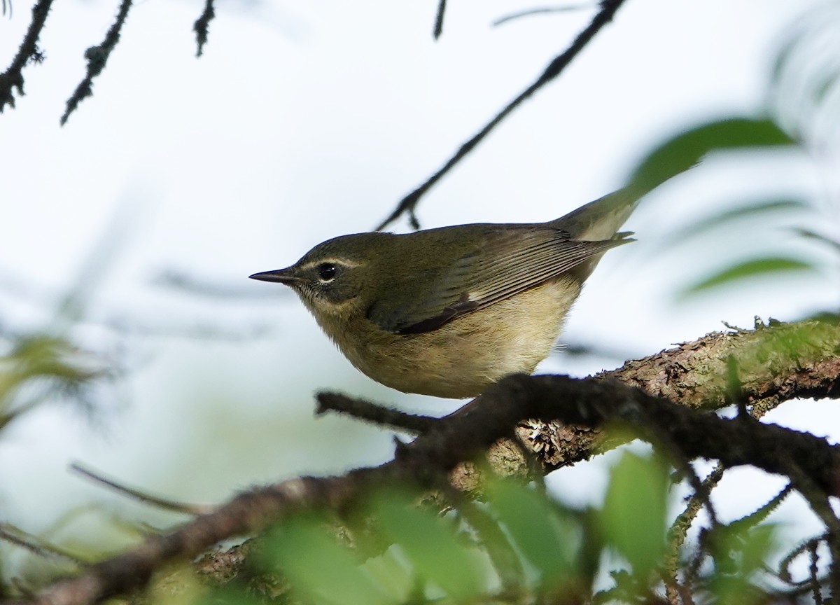 Black-throated Blue Warbler - ML642439127