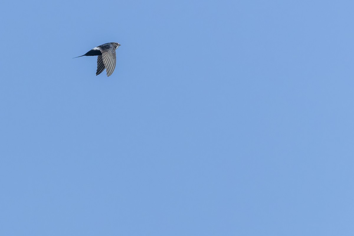White-rumped Swift - ML642439129
