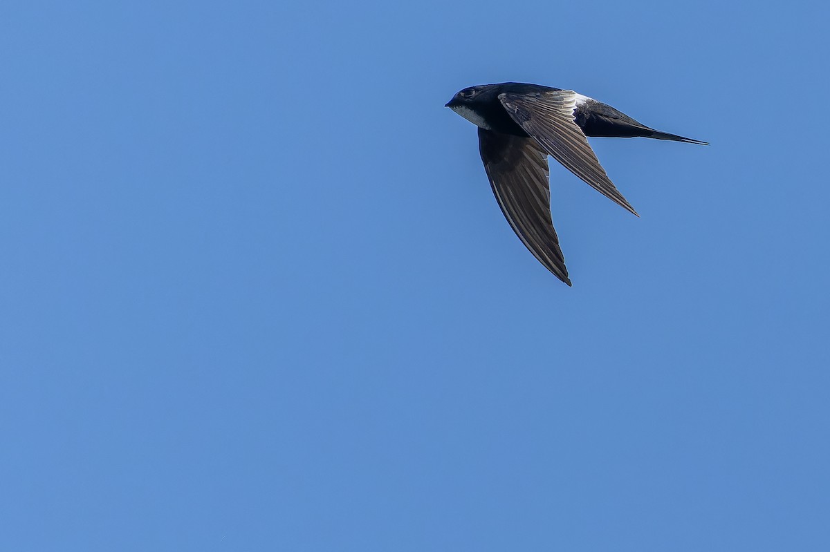 White-rumped Swift - ML642439130