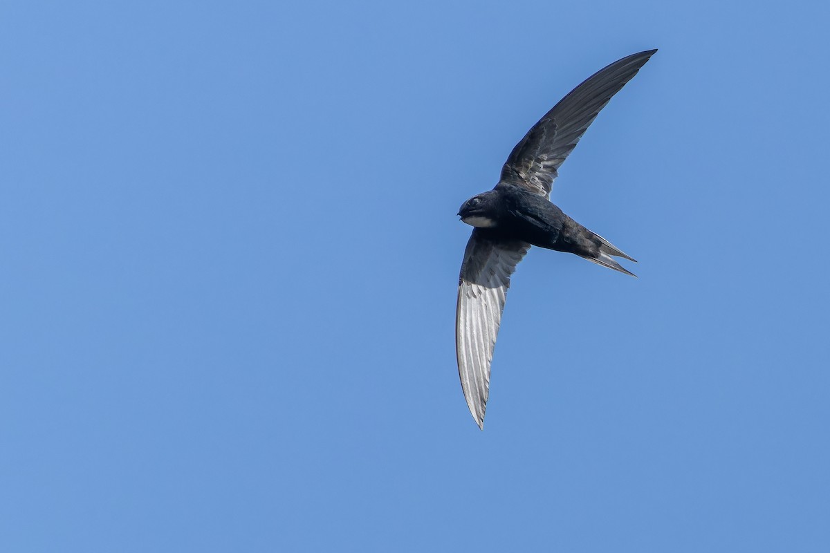 White-rumped Swift - ML642439131