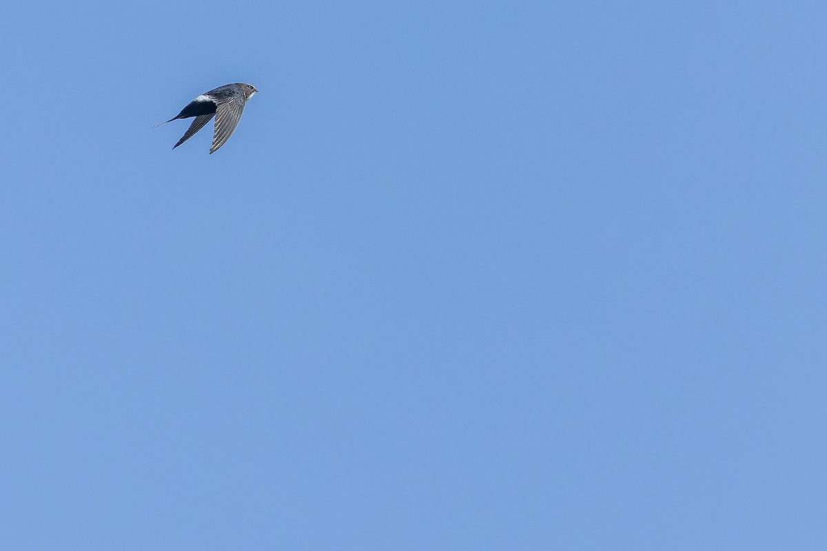 White-rumped Swift - ML642439136
