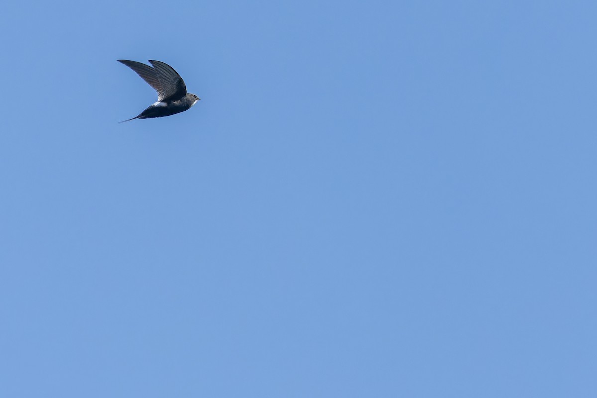 White-rumped Swift - ML642439137