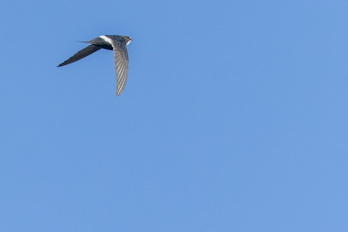 White-rumped Swift - ML642439138