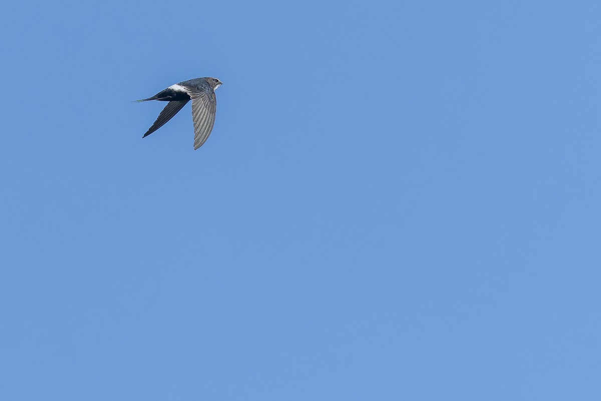 White-rumped Swift - ML642439139