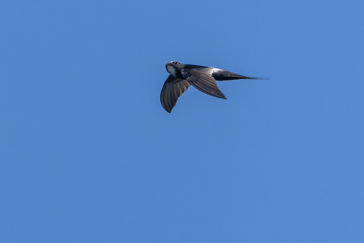 White-rumped Swift - ML642439140