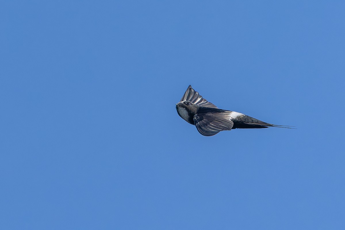 White-rumped Swift - ML642439141