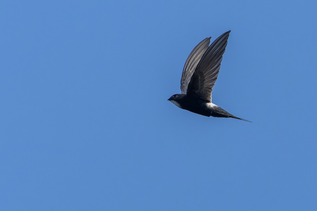 White-rumped Swift - ML642439142