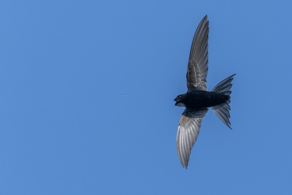 White-rumped Swift - ML642439144
