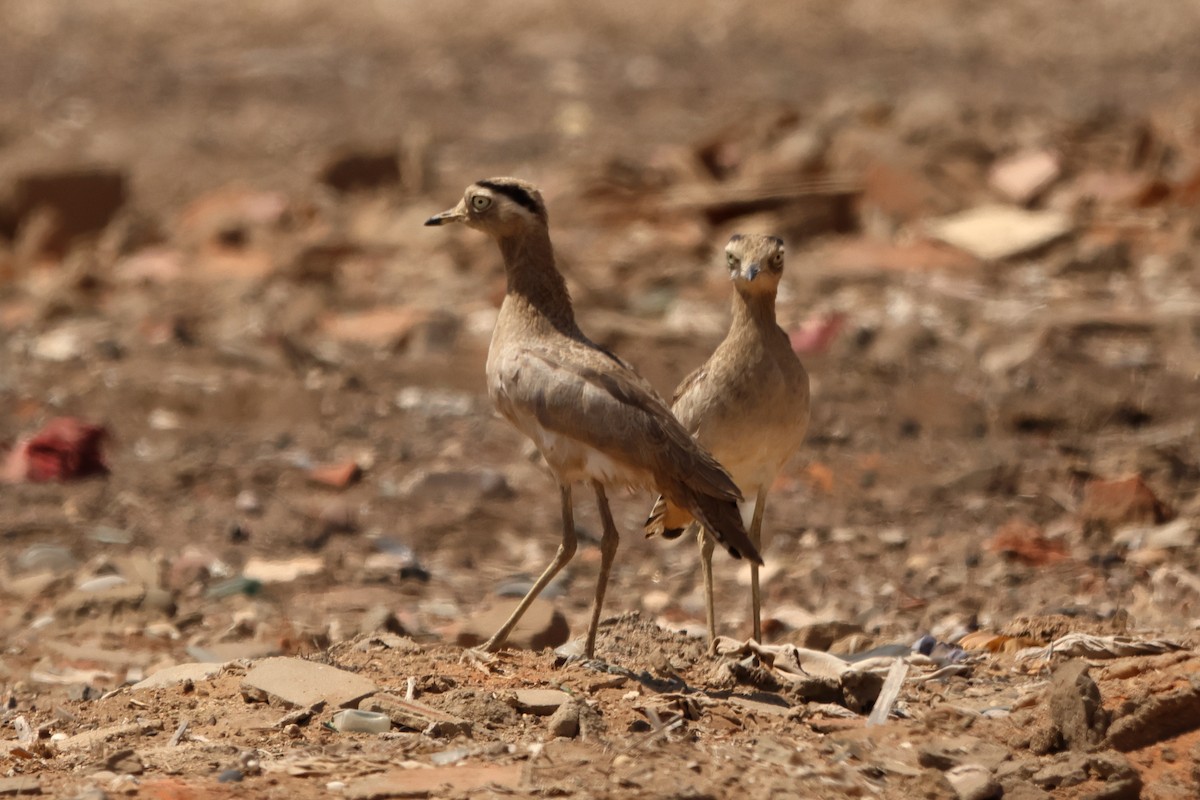 Peruvian Thick-knee - ML642439145