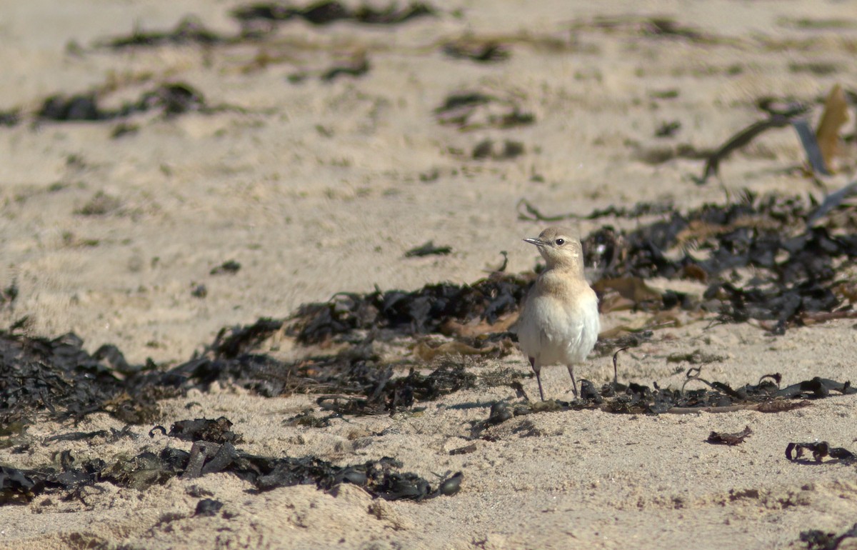 bělořit plavý - ML642439146