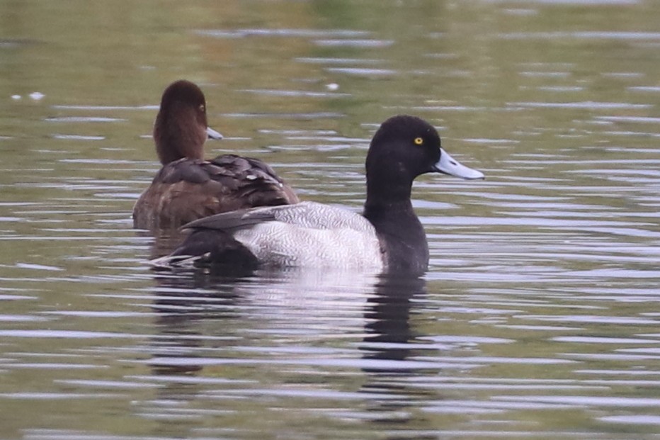 Lesser Scaup - ML642439147