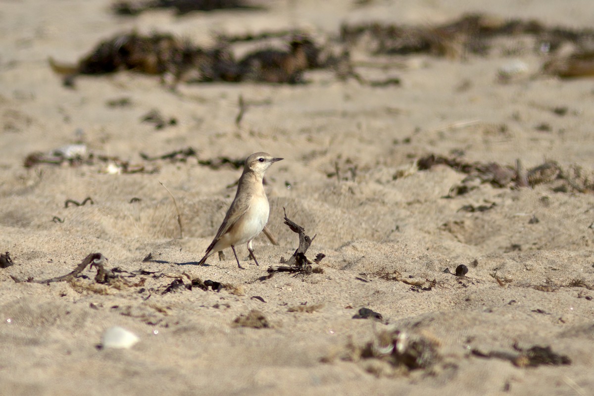 bělořit plavý - ML642439157