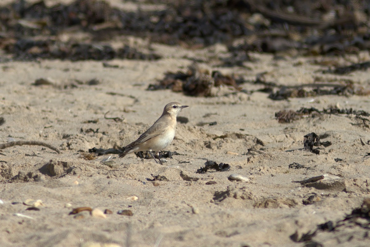 bělořit plavý - ML642439162