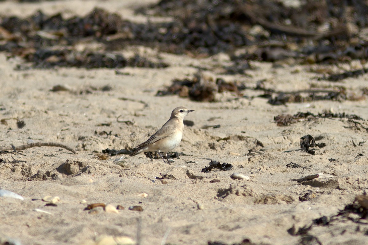 bělořit plavý - ML642439165