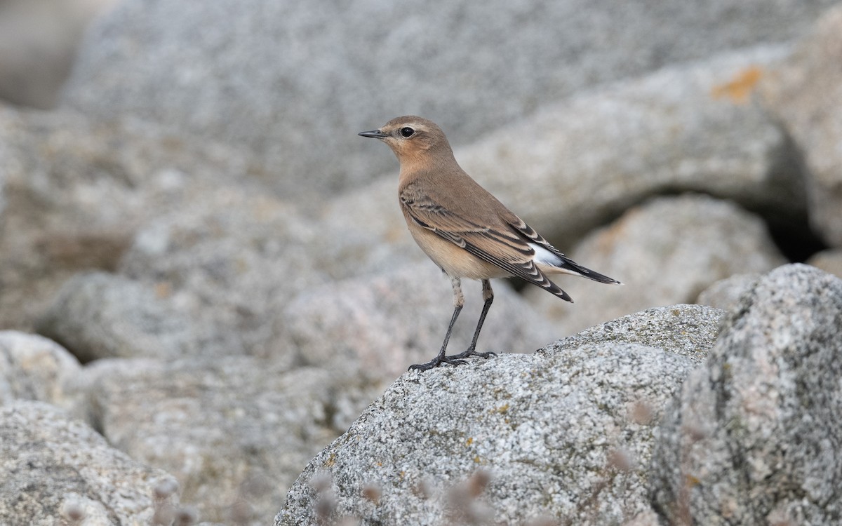 Northern Wheatear - ML642439171