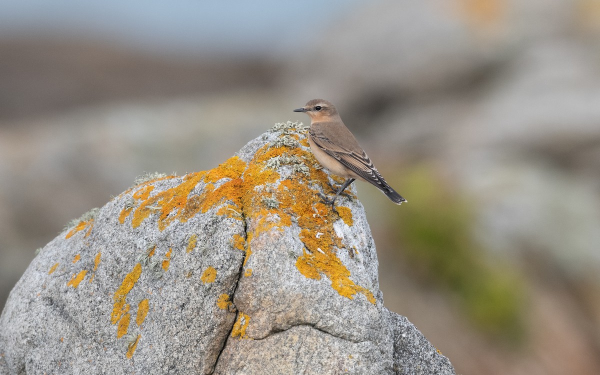 Northern Wheatear - ML642439172