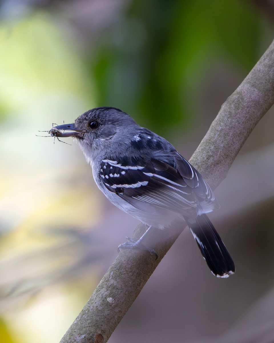 Batara de Pelzeln - ML642439175