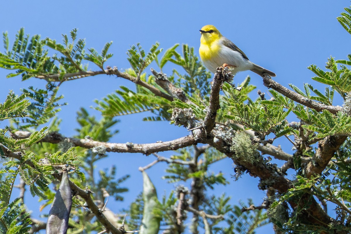 Green-capped Eremomela - ML642439190