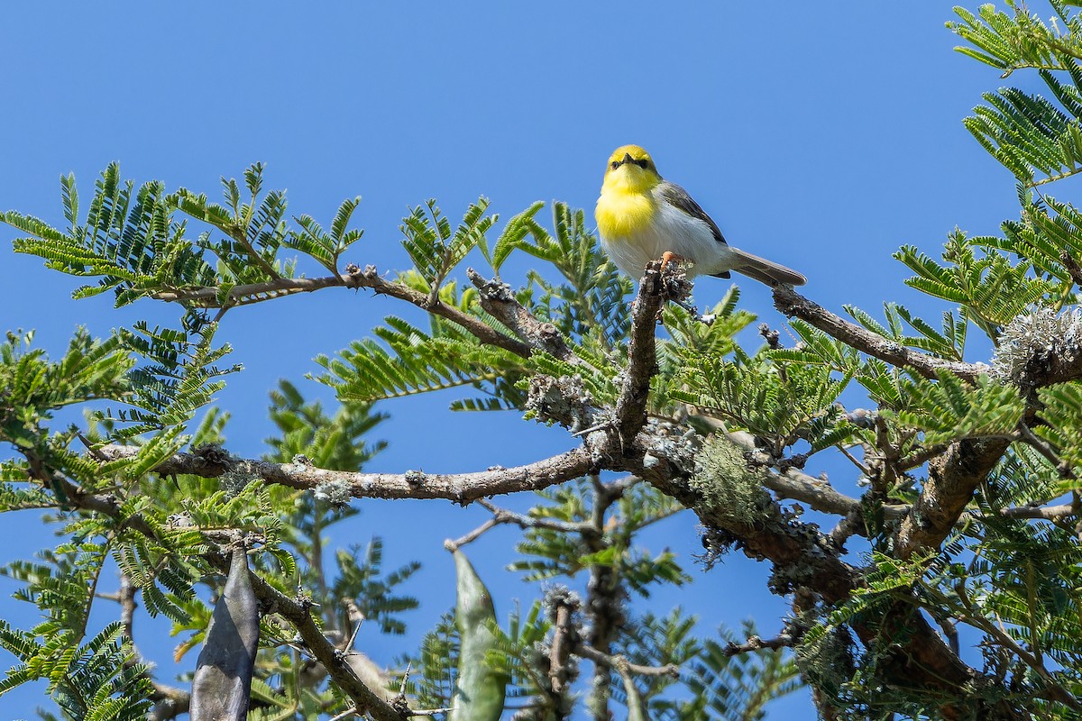 Green-capped Eremomela - ML642439191
