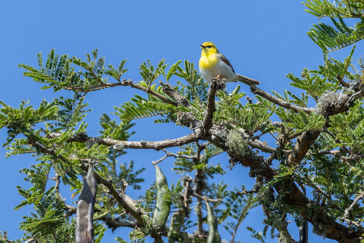 Green-capped Eremomela - ML642439193